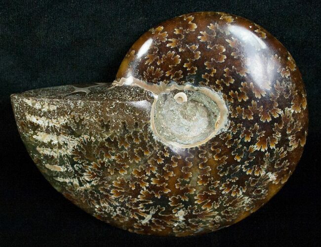 Wide Cleoniceras Ammonite - Madagascar #5241